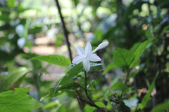 Ophiorrhiza grandiflora